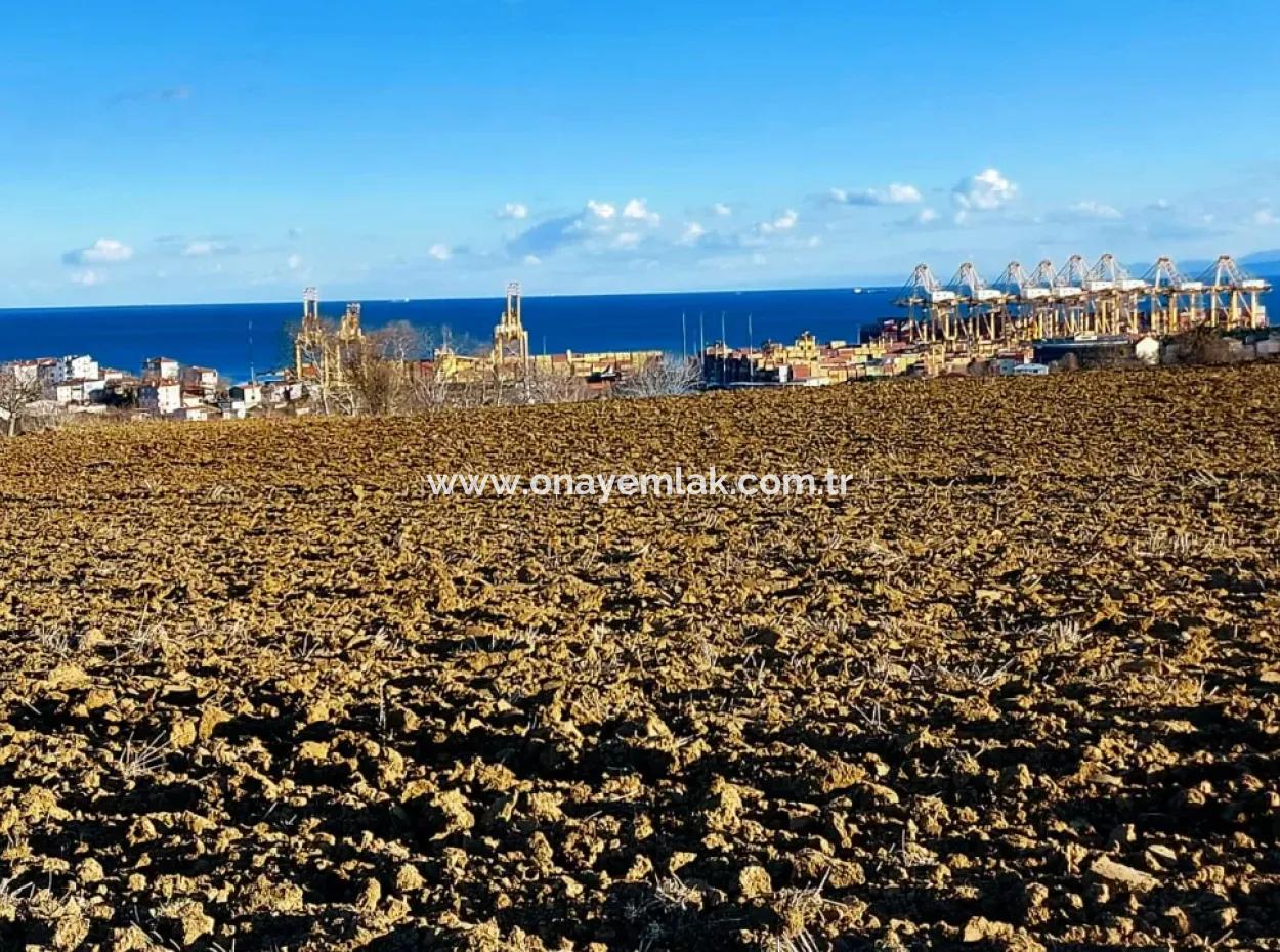 Tekirdağ Barbaros Asyaport Limanına Yakın, Muazzam Manzaralı 17.100 M2 Konut İmarlı Tarla