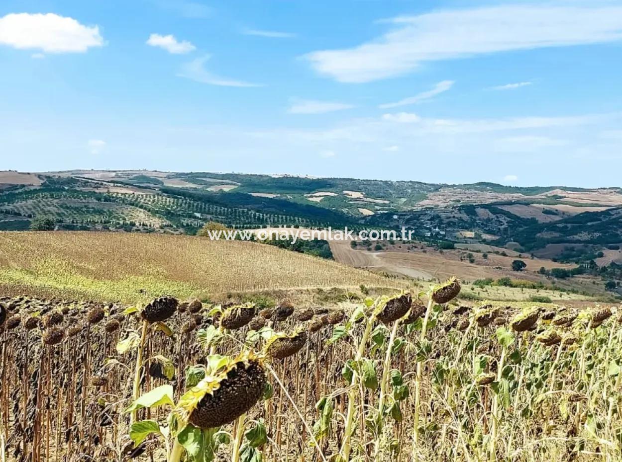 Tekirdağ Çanakçı Mahallesinde Yaz Kış Açık Yol Avantajıyla 10.500 M2 Yatırımlık Tarla! Ailece Piknik, Bağcılık Ve Hobi Bahçesi İçin Harika Fırsat