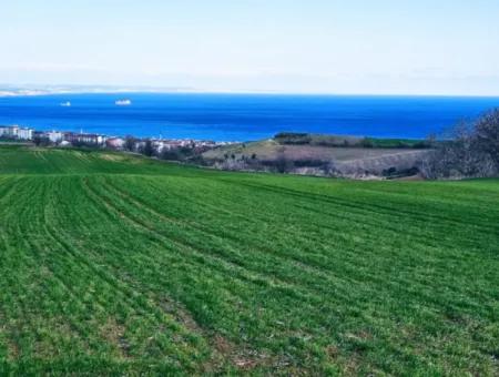 Tekirdağ Barbarosta Acil Satılık Full Deniz Manzaralı 75 Adet Villa Yapmaya Uygun Arazi