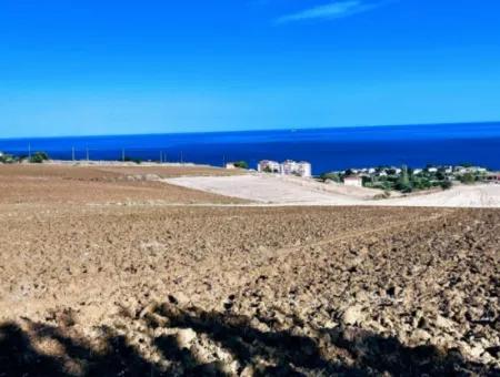 Tekirdağ Barbrosta Acil Satılık Yatırımcısına Yüksek Kazanç Garantisi 44 Dairelik Kooparetif Ve Site Yapımına Uygun Arazi