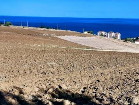 Tekirdağ Barbrosta Acil Satılık Yatırımcısına Yüksek Kazanç Garantisi 44 Dairelik Kooparetif Ve Site Yapımına Uygun Arazi