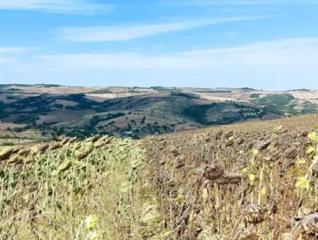 Tekirdağ Çanakçı Mahallesinde Yaz Kış Açık Yol Avantajıyla 10.500 M2 Yatırımlık Tarla! Ailece Piknik, Bağcılık Ve Hobi Bahçesi İçin Harika Fırsat