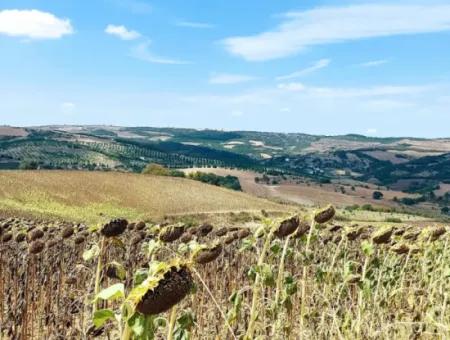 Tekirdağ Çanakçı Mahallesinde Yaz Kış Açık Yol Avantajıyla 10.500 M2 Yatırımlık Tarla! Ailece Piknik, Bağcılık Ve Hobi Bahçesi İçin Harika Fırsat