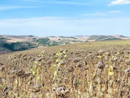 Tekirdağ Çanakçı Mahallesinde Yaz Kış Açık Yol Avantajıyla 10.500 M2 Yatırımlık Tarla! Ailece Piknik, Bağcılık Ve Hobi Bahçesi İçin Harika Fırsat