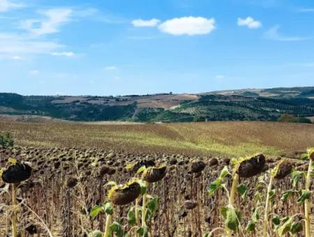 Tekirdağ Çanakçı Mahallesinde Yaz Kış Açık Yol Avantajıyla 10.500 M2 Yatırımlık Tarla! Ailece Piknik, Bağcılık Ve Hobi Bahçesi İçin Harika Fırsat